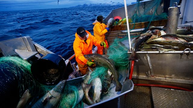 Elleve EU-land retter fiskekritikk mot Norge