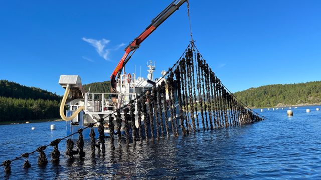 Blåskjell kan bli mat for laksen