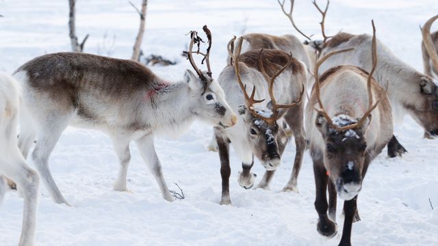 Nei til gruve i reindriftsområde