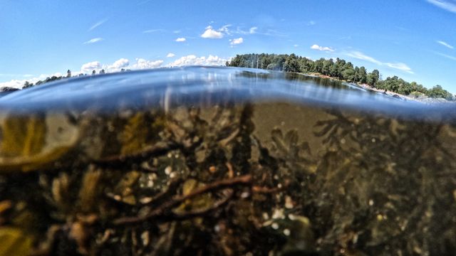 Helsesjekk av Oslofjorden tegner et alvorlig bilde av tilstanden