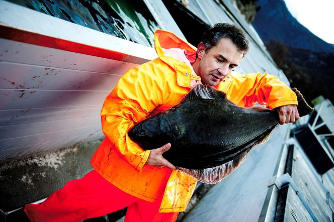 Kveita er en ypperlig matfisk, men mye vanskeligere å drive oppdrett på enn laks. Nå har imidlertid teknologiutviklingen kommet så langt at det begynner å fotfeste som en ny industri.