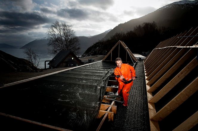 Jan Arne Brekke har vokst opp i oppdrettsindustrien. Han prøvde en annen karriere i noen år, men drømmen om å få det til med den kompliserte kveita gjorde at han satset på et landbasert anlegg i Sognefjorden. Nå ringer kjøkkensjefer fra hele verden for å få tak i produktet hans.