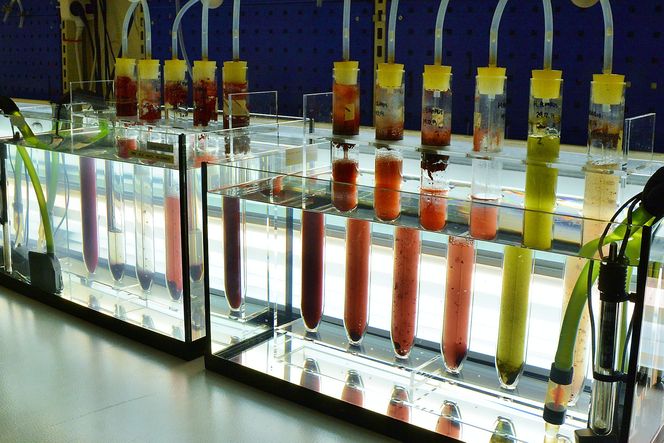 Alger har egenskaper som gjør at de produserer mange forskjellige stoffer, som mennesker kan ta i bruk.– Du kan si at hver alge er sin egen fabrikk, sier Svein Dahle, administrerende direktør i MicroA