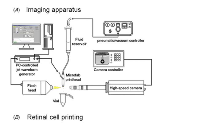 Forskerteamet, ledet av Professor Keith Martin ved Cambridge University i Storbritannia, har brukt et skriverhode som sender ut 1000 celler i sekundet gjennom små porer for å bygge opp to av netthinnens celler. Cellene blir skutt ut med en hastighet på ca.50 kilometer i timen.