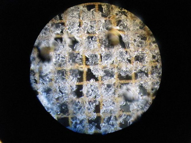 Snøen må inspiserast og undersøkast, som denne finkorna nysnøen frå OL i Vancouver, sett med ei rutestørring på 1 millimeter.