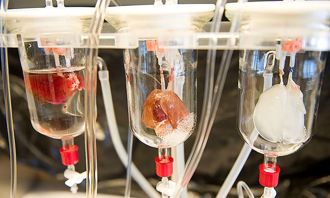 Tømmes for celler: For å lage noe så komplekst som et hjerte trengs det en mal. Dette hjertet fra en råtte blir tømt for levende celler slik at det bindevevet som er igjen kan brukes som en mal for nye stamceller fra individet som trenger hjertet slik at hjertet kan bygges opp på nytt.