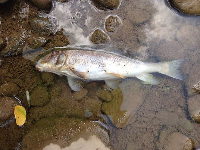 Statoil-brannen førte til massiv fiskedød, noe som reflekteres i boten.