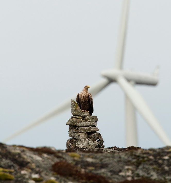 Ikke massedød: - Havørn har det bra i Norge, men det er smart å ta lærdom av denne kunnskapen ved ny utbygging, sier fugleforsker og Smøla-væring Espen Lie Dahl.