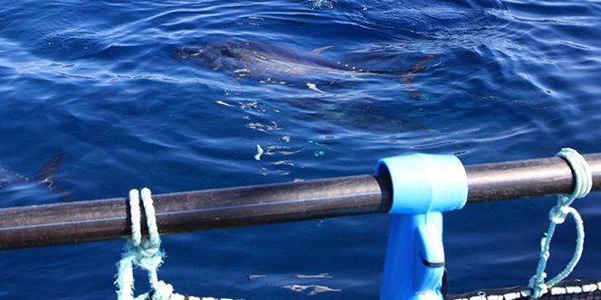 Denne tunfisken veier 200 kilo og er blant stamfiskene som har gitt det norske selskapet Fortuna Mare rogn til å starte opp industrielt oppdrett av tunfisk i Spania.
