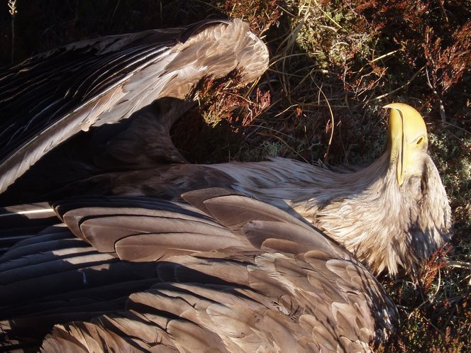 HAVØRN: Mellom 2 og 11 havørn dør på Smøla hvert år, som følge av kollisjon med vindturbiner. I snitt dør 6 havørn hvert år. Foto: Roel May