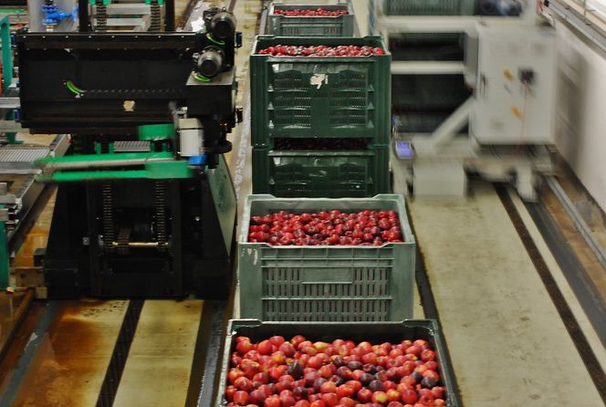 Fullautomatisert: I Latsch er hele prosessen fra sortering til lageret styrt og båret av maskiner. Disse eskene venter på å fraktes til enten korttids- eller langtidslagring