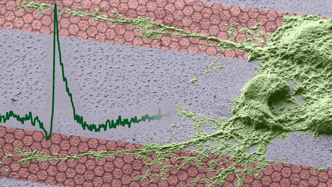 Nerveceller på et underlag av grafen (vist i rødt) og safir.