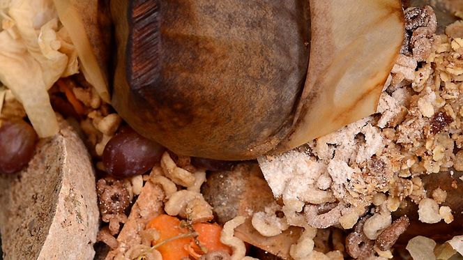 Ifølge en ny, dansk rapport, kan det være billigere å lage biogass av matavfallet enn å forbrenne det.