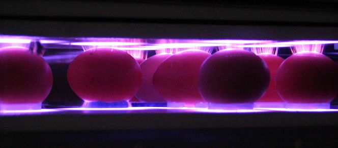 Forlenger levetiden: Plasmabehandling dreper bakterier. Det kan forlenge levetiden til egg.