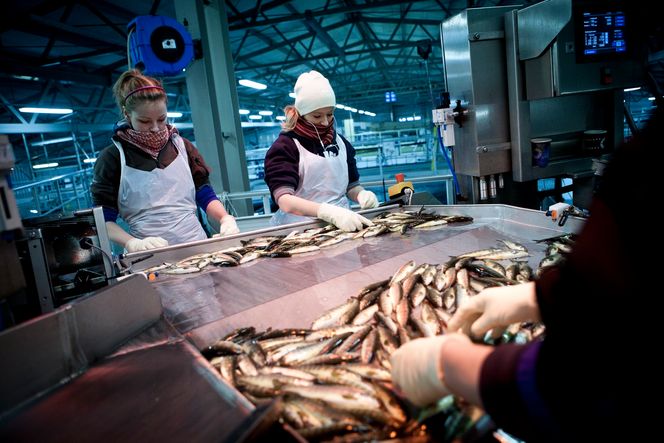VANEDYR: Yvonne Magnarsen (21) og Monica Pettersen (20) sier den beste måten å takle det rutinepregede arbeidet er å koble helt ut. På gode uker klarer de og resten av teamet å vaksinere rundt 600000 fisk.