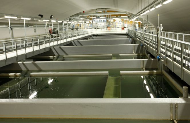 Lekkasjen kom fra Oset vannrenseanlegg, helt øverst i Akerselva. Det gjør at livet er borte i stort sett hele elva. (FOTO: Scanpix)