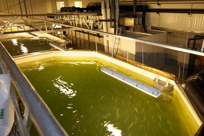 Landbaserte anlegg FORSKNING: Ved hjelp av fjernvarme kan mer varmekjære arter muligens dyrkes frem i Norge. Det er ett av forskningsområdene til Nofima.