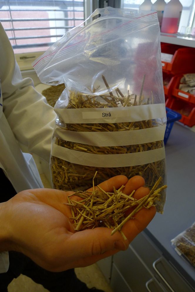 Kortreist råvare RÅSTOFF FRA ØSTFOLD: Borregaards nye pilotanlegg vil også kunne omdanne strå fra Østlandsområdet til bioetanol.