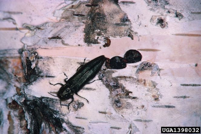 BJØRKEBORER: En prøve fra flishaugen viste merker som kan stamme fra billeslekten Agrilus, som har flere skadegjørere på vertstreet. En av dem er denne karen, bronze birch borer (Agrilus anxius). (FOTO: Bugwood.org)
