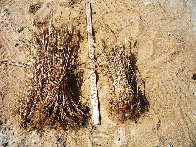 Korn: Bilde av to kornavlinger ved siden av hverandre: I 2010 gjennomførte de en test i Egypt. Kornavlingen til venstre ble på 0,76 meter lang og kommer fra området bearbeidet med nanoleire. Kornavlingen til høyre ble 0,56 meter lang og kommer fra vanlig jord.