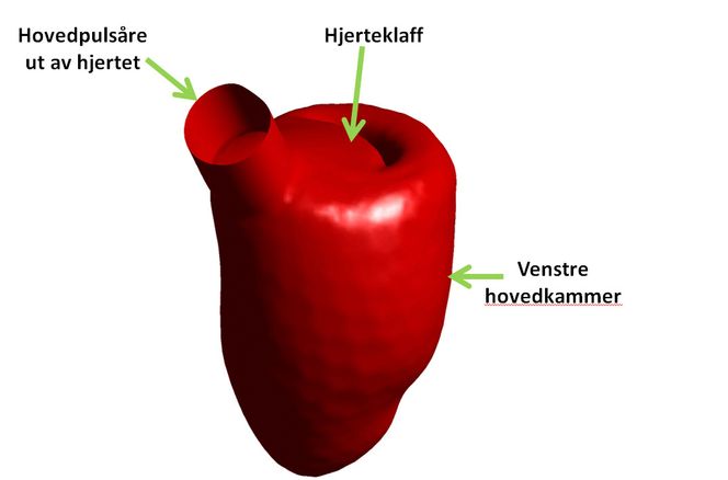 Forskerne har laget en god 3D-simuleringsmodell av et menneskehjerte. Her kan de drive blodstrømningssimuleringer.