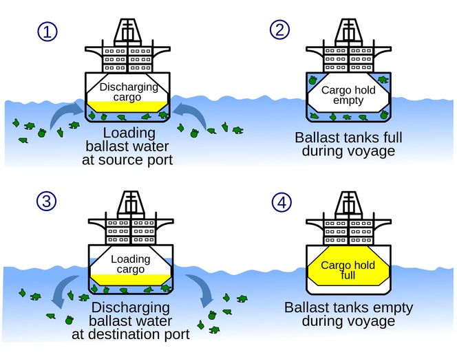 1. Lasten losses, ballastvann pumpes inn.2. Lasterom er tomme. Skipet går i balast, det vil si at ballasttankene fylles for å gi skipet  stabilitet og riktig trim. 3.Last tas inn – ballastvann tømmes ut.4.Fullt lasterom, tomme ballasttanker FN-organet IMO vedtok i 2004 å påby rensing av ballastvann for å hindre spredning av organismer til nye farvann. Konvensjonen er pr. desember 2015 ennå ikke ratifisert.