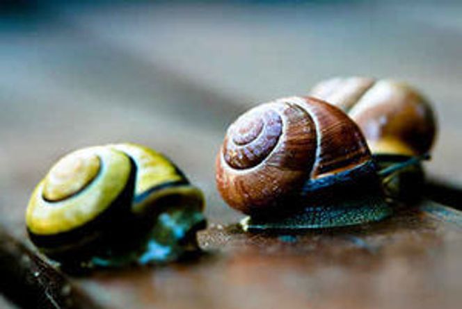 Enkelte bredbåndsforbindelser går i blant med sneglefart. Nå skal kunne du finne ut hvorfor. Bilde: Snail traffic jam