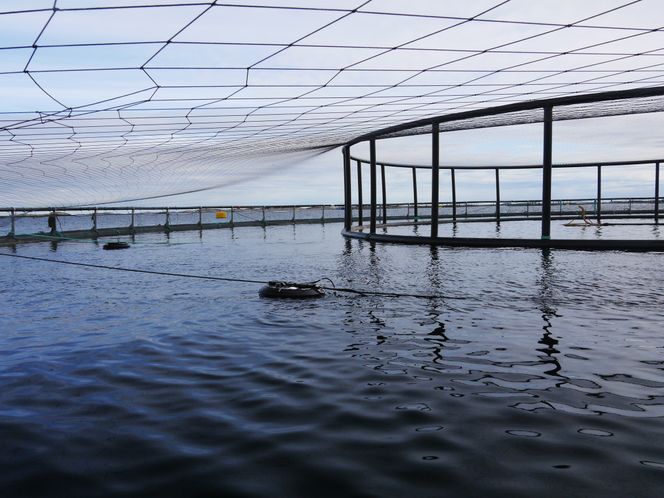 Bare toppen av bøyene skimtes på overflaten i merdene. Under henger noden som skyter lakselus automatisk med laser, helt ned til 30 meter. Foto: Stingray Marine Solutions.