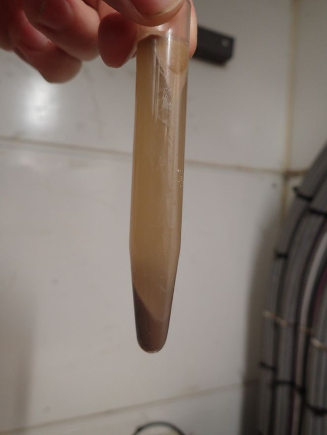 Reagensrøret inneholder hydrolysatet etter den første spinntesten for å finne sammensetning mellom fett og protein i produktet som kommer ut av prosessen. Foto: Nordic Wildfish