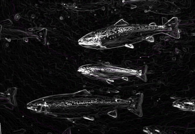 Algoritmer utviklet av Anette Stahl brukes så til å analysere bildene. Dette bidrar til at både sykdom, stress og annet kan avdekkes effektivt og automatisert. Foto: Anette Stahl, Sintef Fiskeri og Havbruk