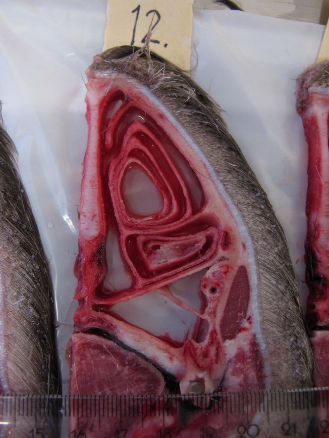 IMG_3984_edited. Foto: Gemini.no