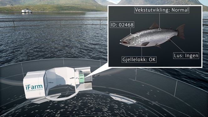 iFarm individbasert havbruk er et systemdesign som gjør det mulig å komme nært på hver fisk som åpner opp for helt nye muligheter behandling av fisken Foto: Foto