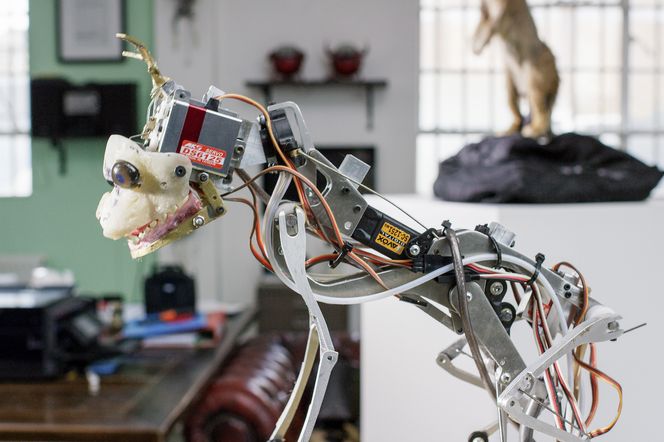 Flådd: Her er villhundvalpen før den blir trukket med hud. Foto: Stephen Downer