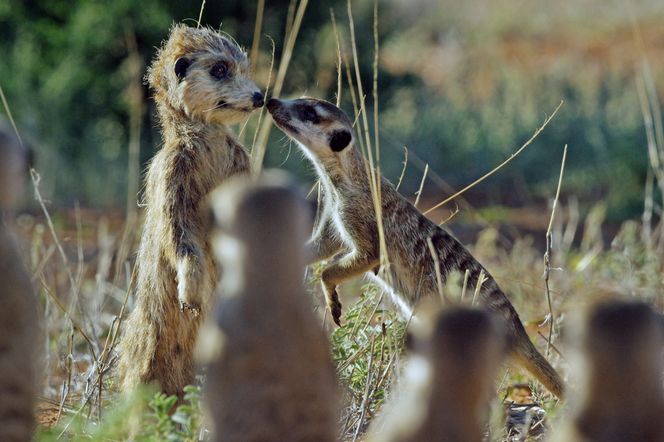 Sniff: Marekattene aksepterte robotversjonen når den luktet som de. Foto: Richard Jones