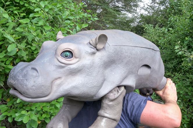 Til vanns: denne babyflodhesten ble satt ut i en elv i Kenya Foto: Stephen Downer