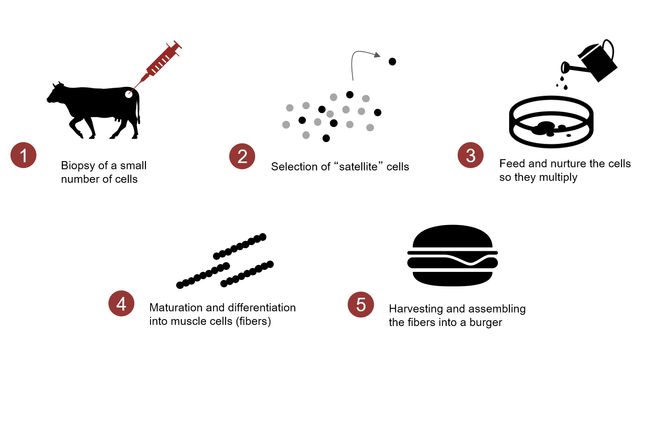 Prosessen: Det å fremstille muskelcellene ser enkelt ut på en plansje, men det er mange år før dette blir en stor industri. Foto: Peter Verstrate