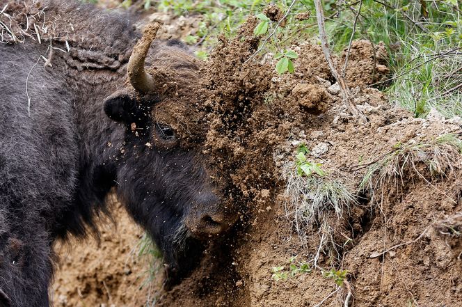 En europeisk bison gnir hodet sitt mot sanden i et fjellområde i Romania. Bisonen var tidligere utryddet i Europa, men er nå kommet tilbake. Foto: BOGDAN CRISTEL/NTB Scanpix