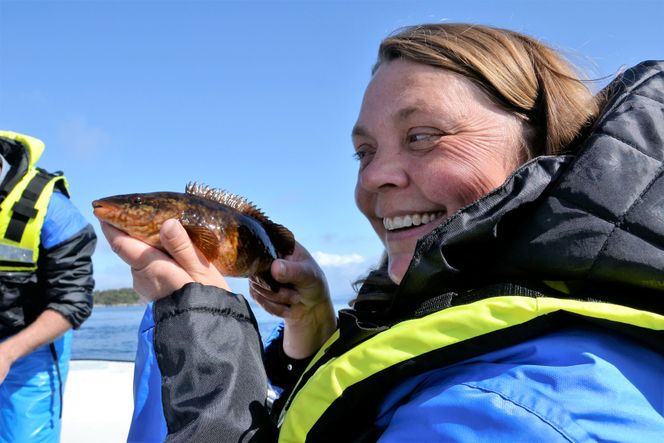 Berggylt er den suverent mest etterspurte rensefisken. Nå frykter myndighetene at denne leppefisken skal bli overbeskattet i vill tilstand. Dette eksemplaret fanget Reidun Bjelland ved Havforskingsinstituttets stasjon i Austevoll som ledd i et prøvefiske i fjor sommer. Foto: Thomas Førde