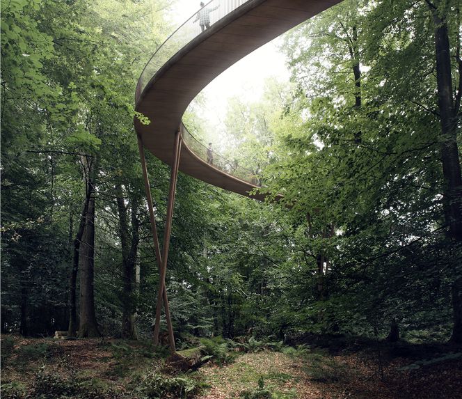 Gangveien snor seg mellom trekronene. Illustrasjon: Effekt arkitekter