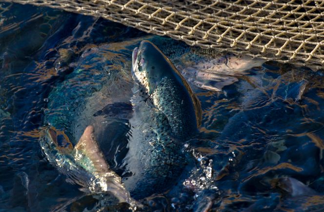 Laks i en merd på et av anleggene til Lingalaks, Strandebarm. Foto:  Lingalaks/Marit Hommedal