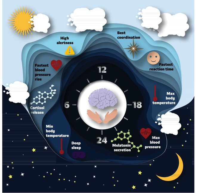 Figuren viser menneskets biologiske klokke. På kvelden, når lyset er dempet, skilles hormonet Melatonin ut og gjør oss trøtte. Hormonet Kortisol, som gjør oss våkne, skilles ut når øyet utsettes for dagslys. Dagslys blokkerer utskillelsen av Melatonin. Illustrasjon:  Colourbox