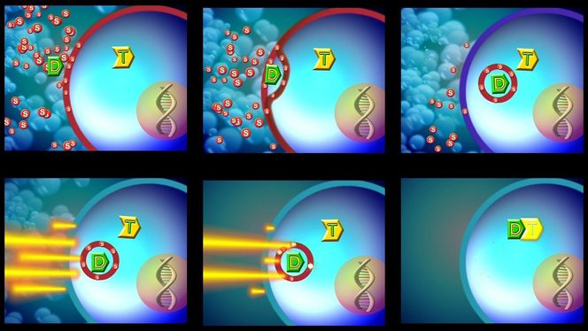 Cellen spiser: Endocytose er en mekanisme som finnes i alle celler og som cellene blant annet kan bruke for å ta til seg næring. Den kan også utnyttes for å få cellegift, vaksiner eller genterapi inn i målcellene som belyses med laser. Foto: PCI