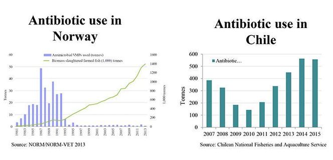 Til venstre ser vi at medan antibiotikabruken i Noreg har vore låg heilt frå starten av 90-talet, går utviklinga i Chile i ei anna og uynskt retning. Kjelder: NORM/NORM-VET 2013 og Chilean National Fisheries and Aquaculture Service. Foto: Titan.uio.no