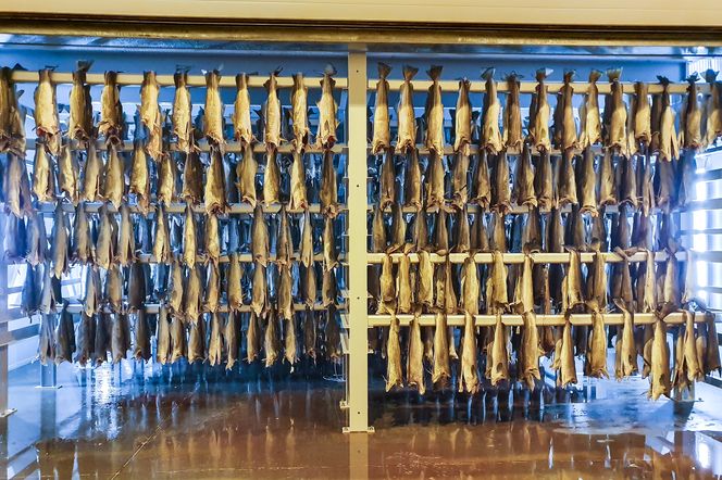 Innefisk: Ikke så romantisk som fisken som henger på hjell i Nord-Norge, men mye mer kontrollert og beskyttet mot uønskede mikrober, fluer, måkeskitt og UV-lys. Foto: John-Erik Haugen