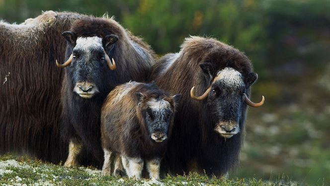 På Dovrefjell: Et team har vært i Norge og filmen moskus. Foto: BBC Earth