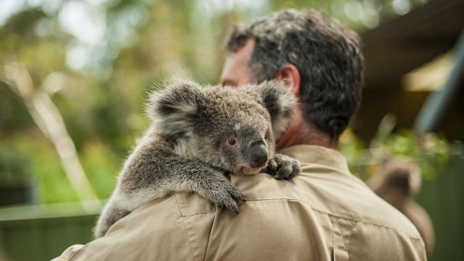 Anslagsvis en milliard dyr er drept i de voldsomme skogbrannene som har herjet Australia. For dem som overlever, kan leveområdene være ødelagt for alltid. Foto: Casal Partiu