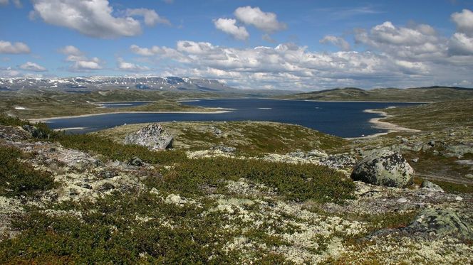 Både krattet og tregrensen kryper oppover i fjellheimen. Om de fortsetter i samme tempo, er det skog over hele Hardangervidda om et par hundre år. Foto: Svein-Magne Tunli/Wikimedia