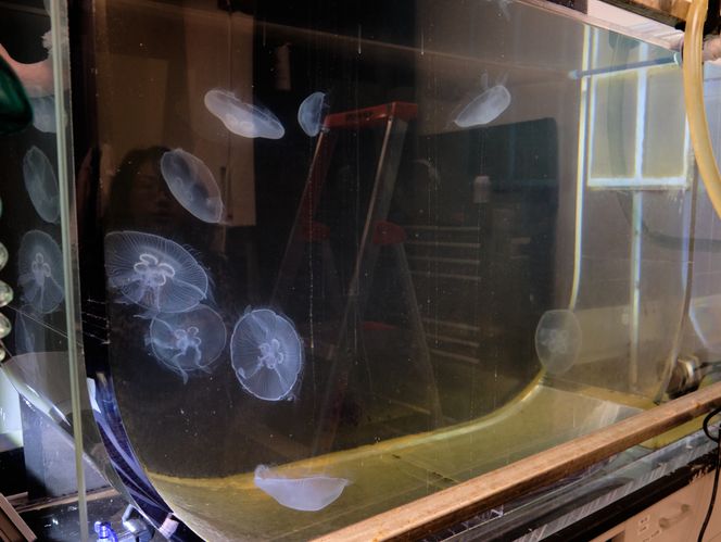 Manetene i denne tanken er ypperlige kandidater for denne typen forskning, da de verken har hjerne, sentralnervesystem eller smertereseptorer. Foto: Niclas Bergh Bugge