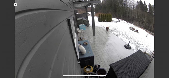 Legger du mobiltelefonen på siden kan du få fullskjermsvisning av live videostrøm fra kameraet. Her er det en katt som vil inn – og kameraet har varslet eieren med «animal detected».