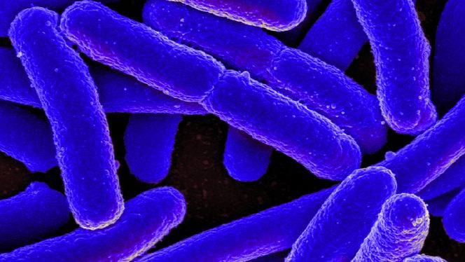 E.coli av National Institute of Allergy and Infectious Diseases, National Institutes of Health. CC BY NC 2.0